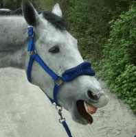 During EquineTouch session – tissue release
