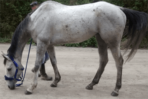 After EquineTouch session – improved balance and expansion