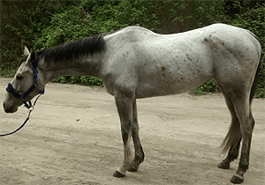 Before EquineTouch session – contracted tissue and imbalance