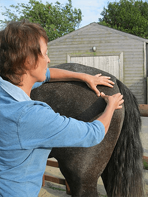 Holistic bodywork and EquineTouch session in Pembrokeshire