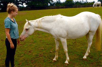 Equine assisted learning and presence work with horses in Pembrokeshire