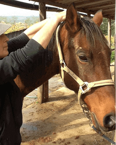 Client testimonial with horse